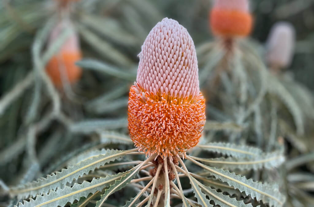 hort-Banksia-flower-at-sunset-1024x676.jpg