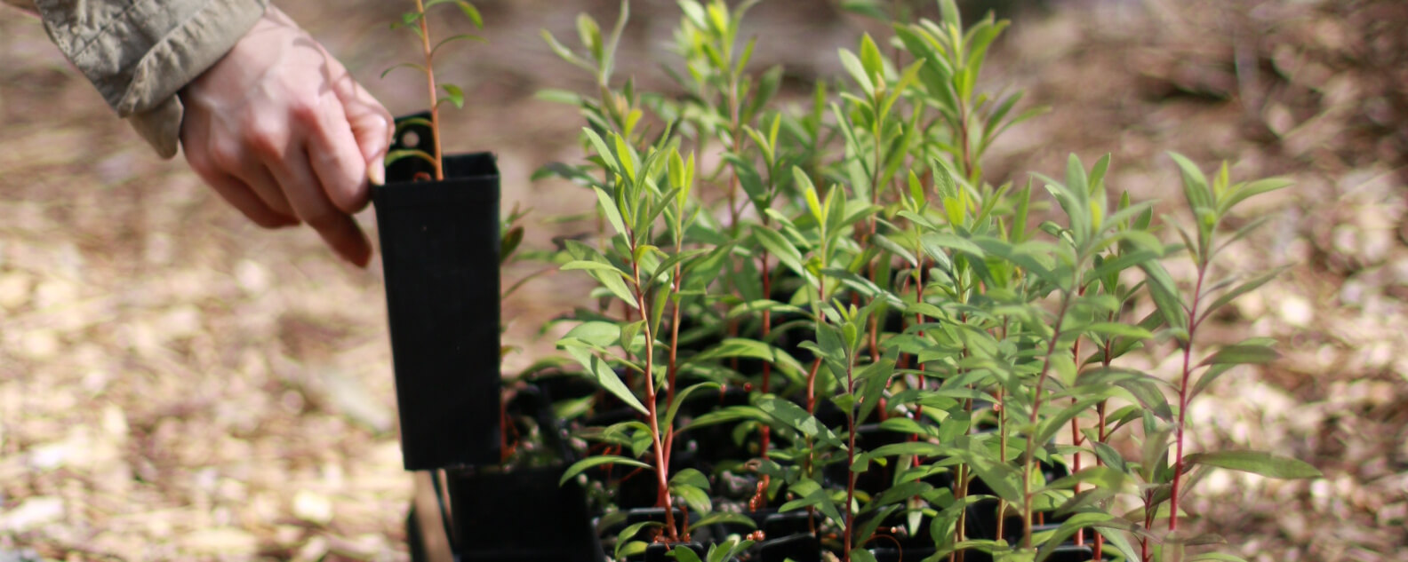 stories-Melaleuca-quinnquinervia-seedlings-Tricia-Hogbin-hero-banner-1584x633.JPG