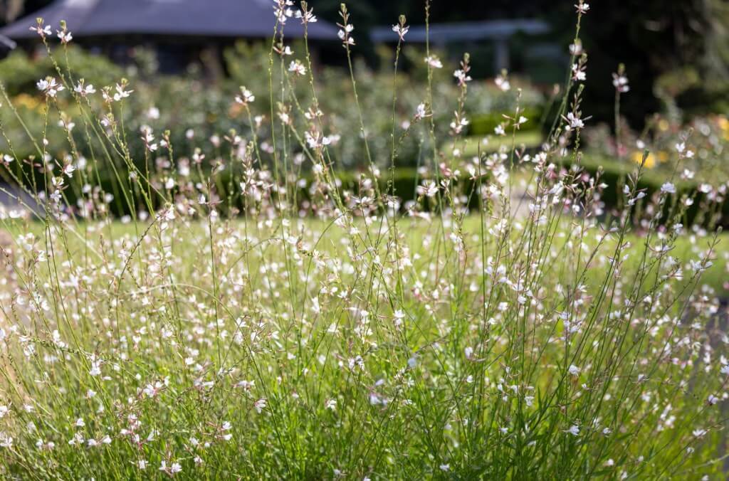 Plant with long, slender stalks and clouds of white flowers
