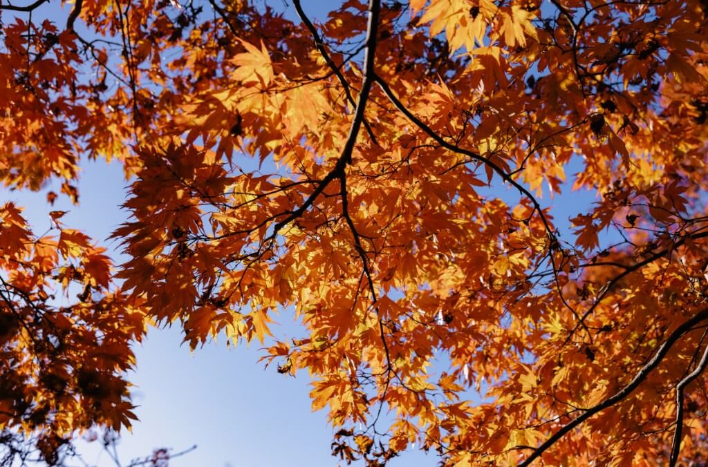 Canopy of orange maple leaves