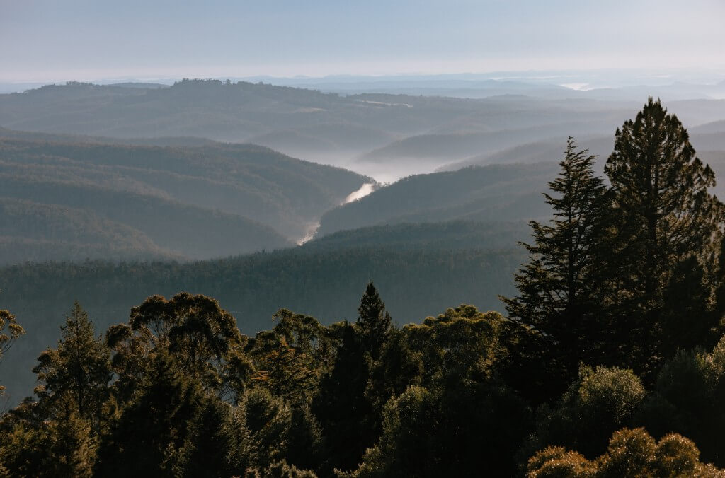 Canopy of orange maple leaves