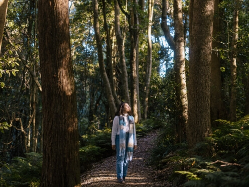 A woman walks a shady trail surrounded by giant trees