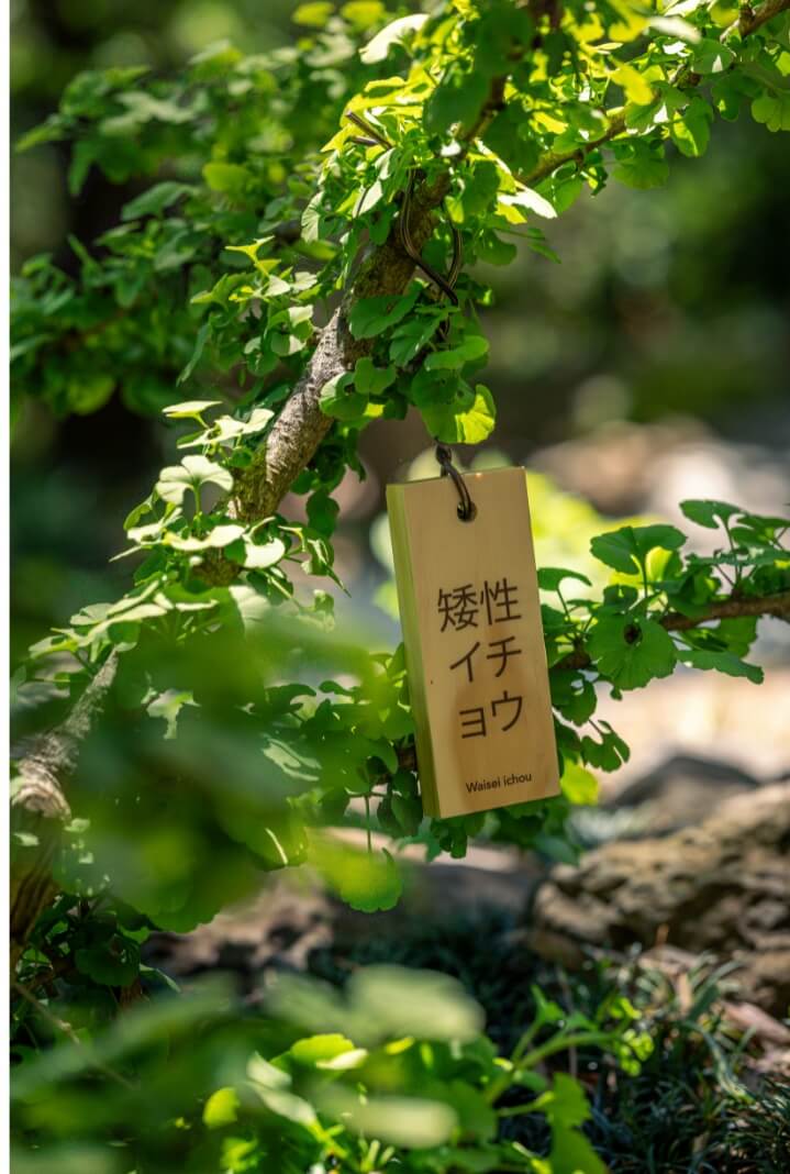 Tree branch with wooden tag featuring Japanese script