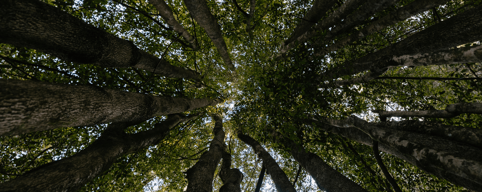 Fairy ring tree canopy at Mount Tomah