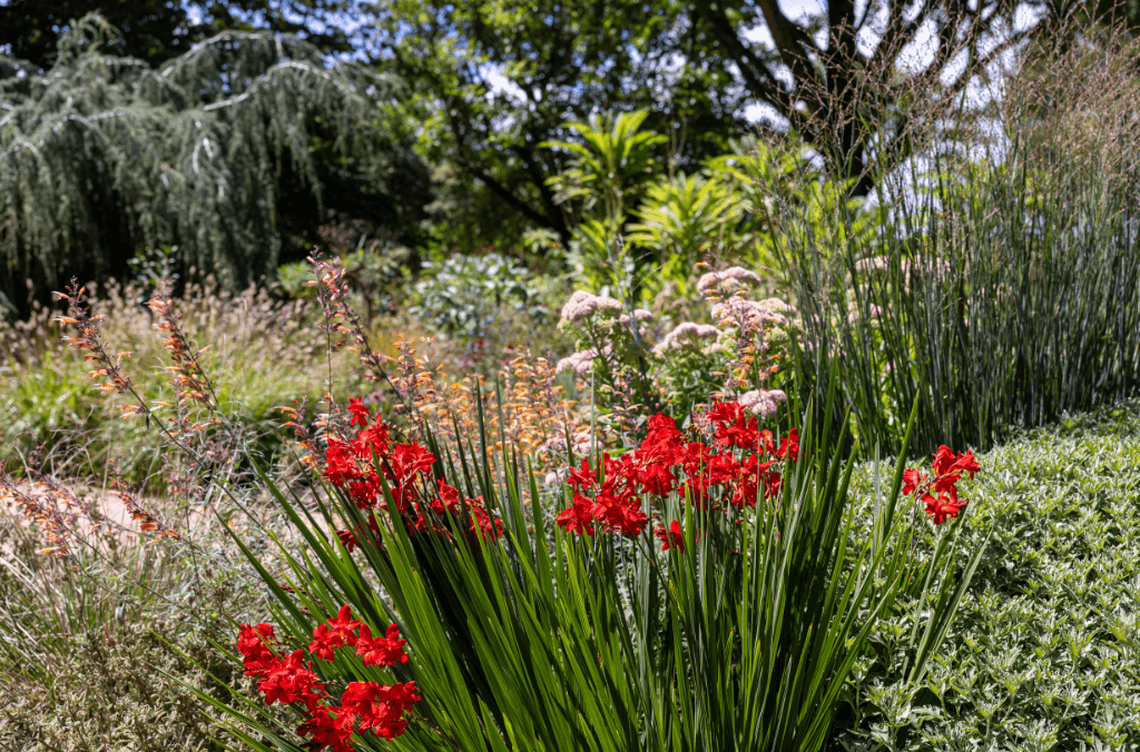 The Formal Garden at Blue Mountains Botanic Garden Mount Tomah changes regularly, and is worth seeing in different seasons.