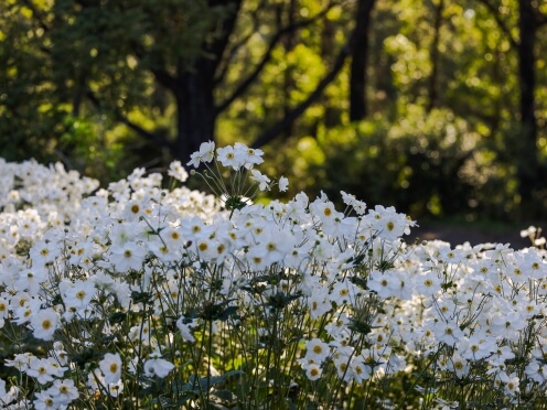 A field of white Japanese windflowers