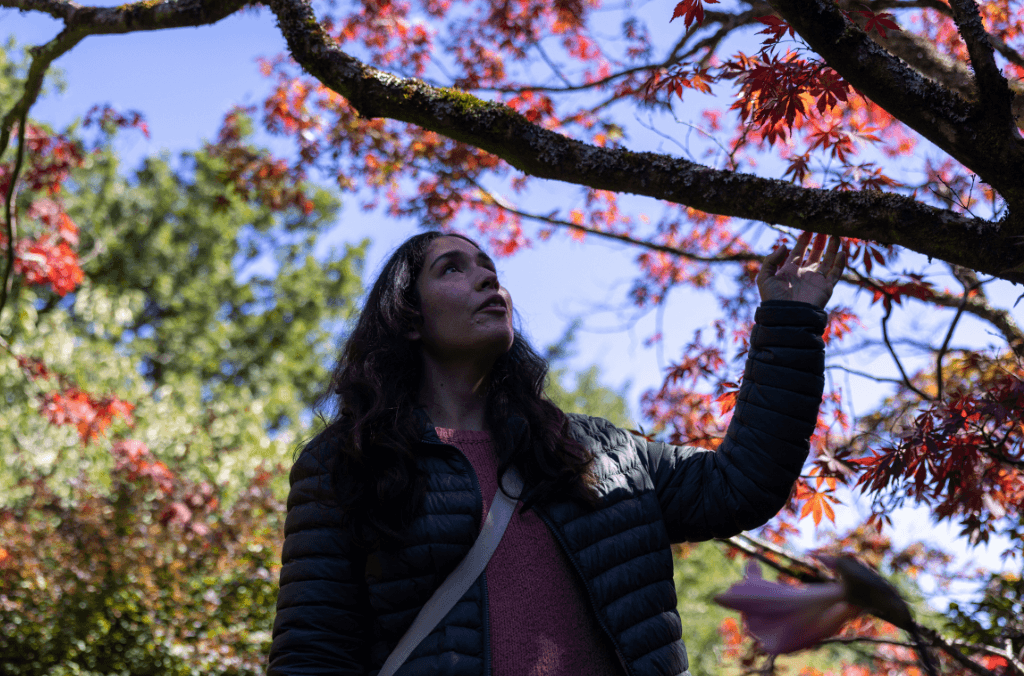Red acers in residence garden