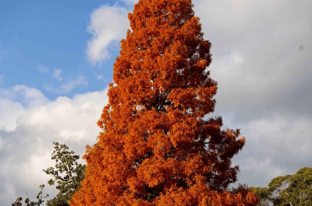 Redwood near Visitor centre and carpark