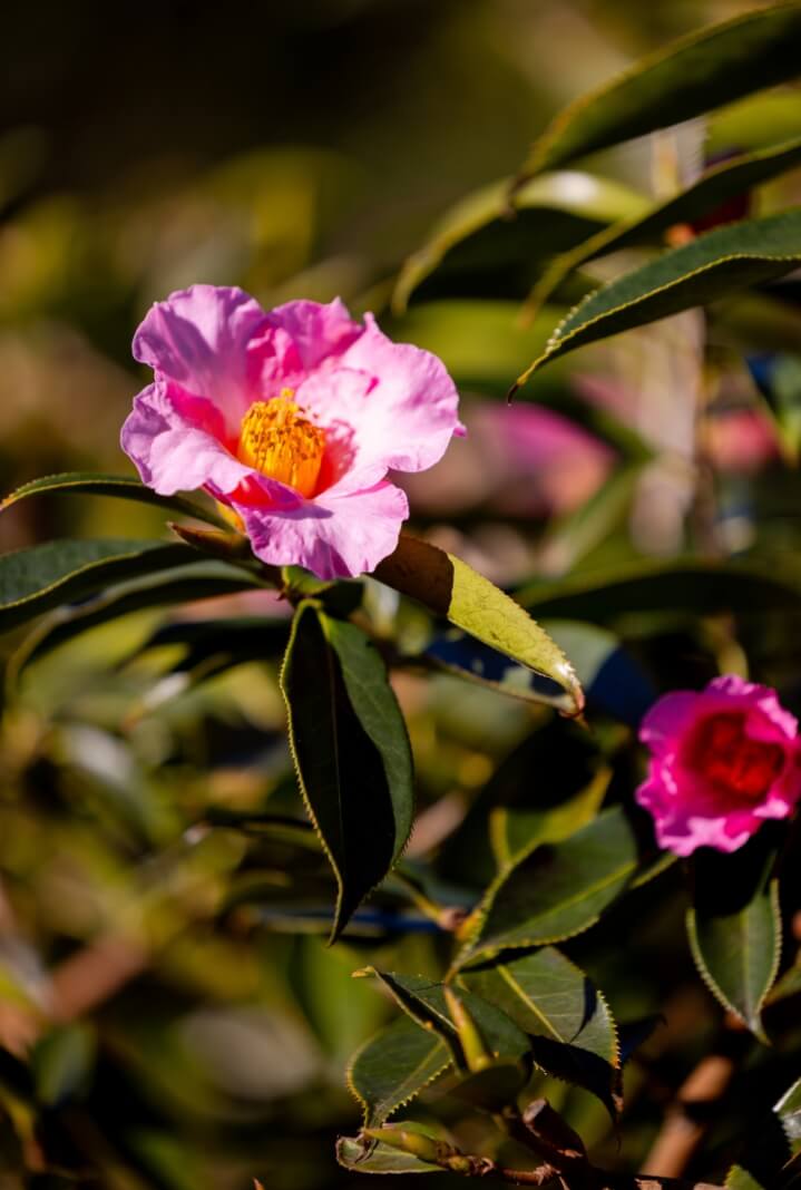 Pink camellia flowers