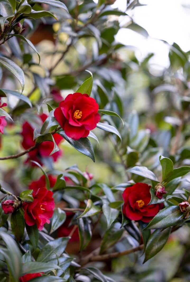 Red camellia flowers on a tree
