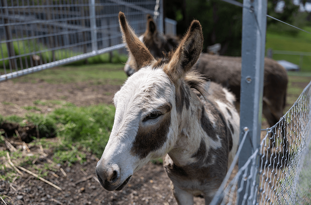 Bilpin Cider: a lovely spot to enjoy food and drinks on the deck and make friends with two gorgeous miniature donkeys.