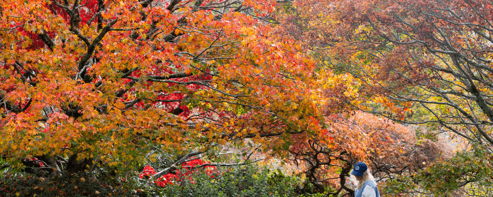 Banner of Autumn colours at Tomah
