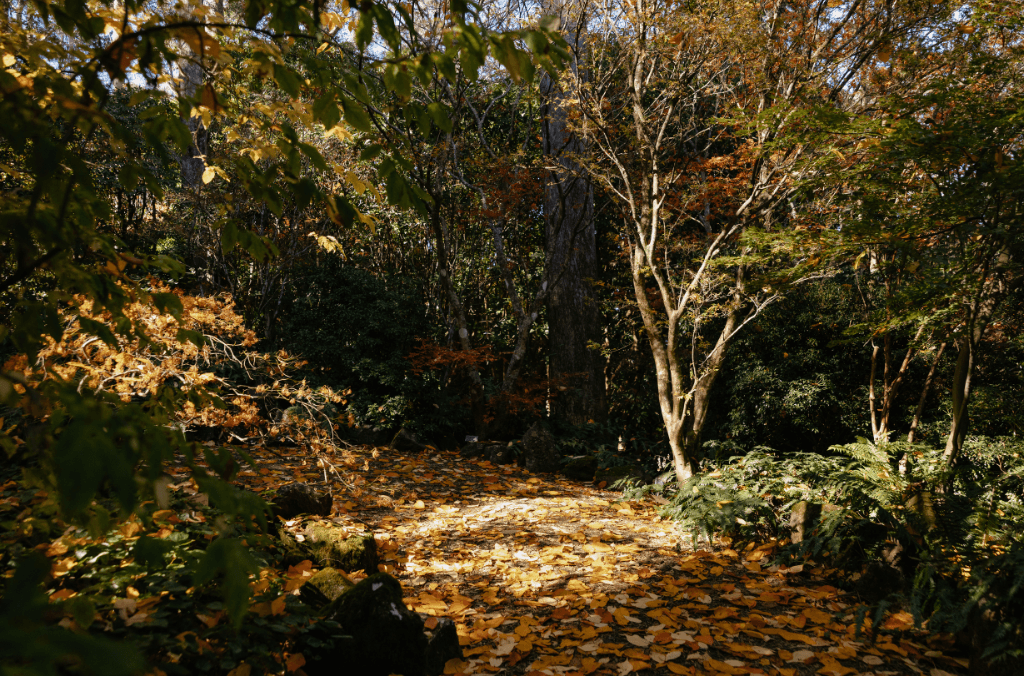 Yellow leaves on pathway at Tomah