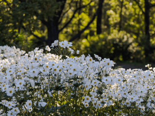 A bunch of white flowers in a garden bed