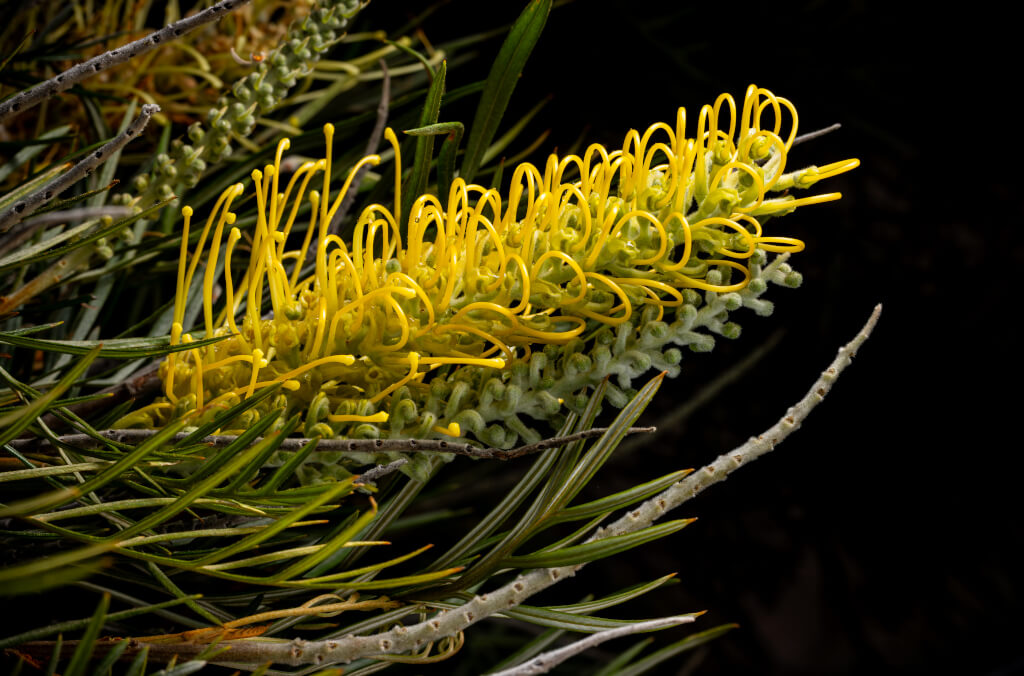 news-abg-pom-Grevillea-1024x676.jpg