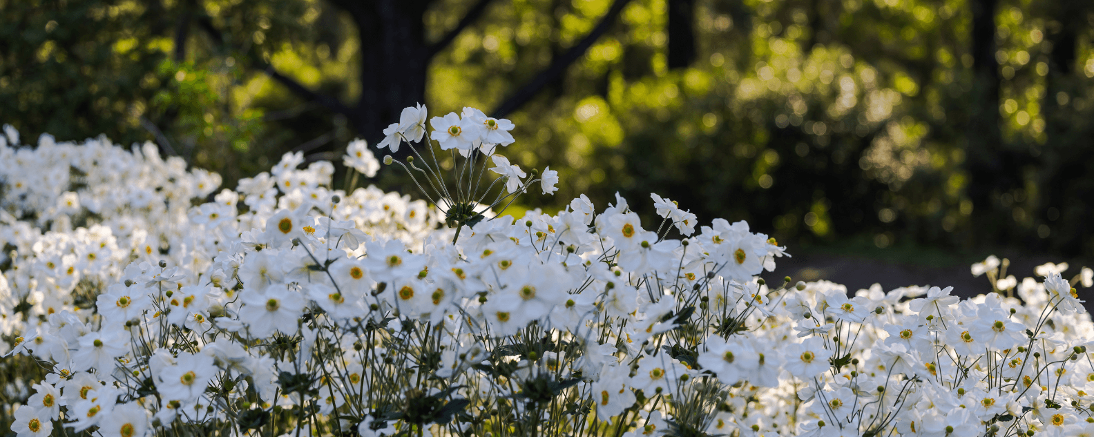 A mass planting of white flowers in a garden