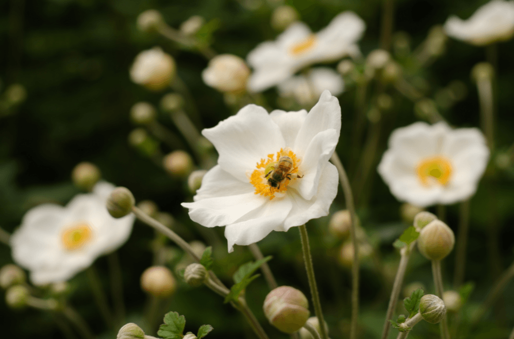 Bee on windflowers 