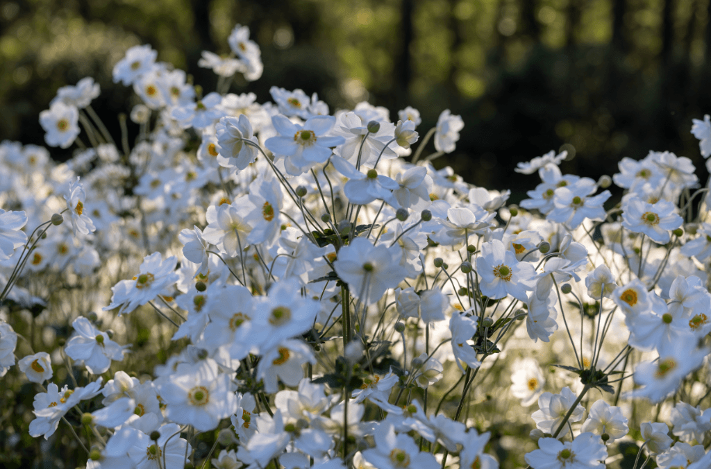 Close up of white flowers