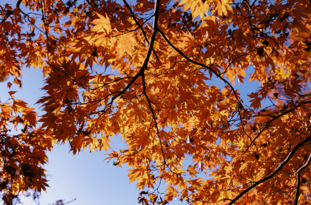 Orange acers at Mount Tomah