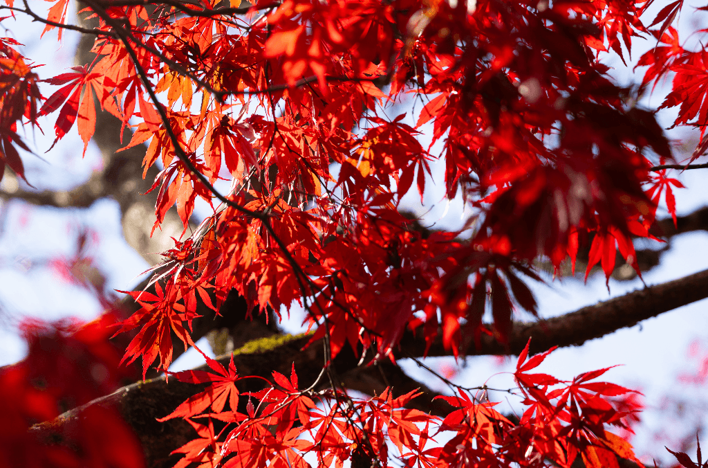 Red acers in Residence Garden