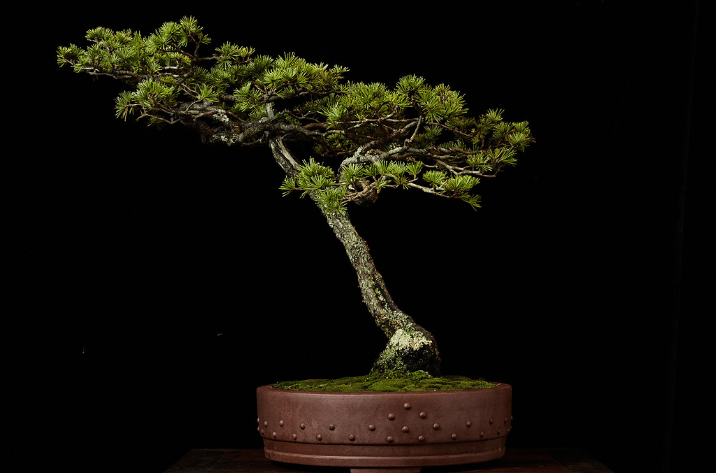 Bonsai- Workshop-1024x676-F&F-Event-Body-thumbnail-1024x676 