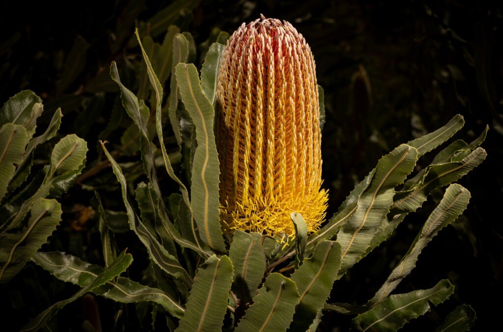 Firewood Banksia - 1024x676