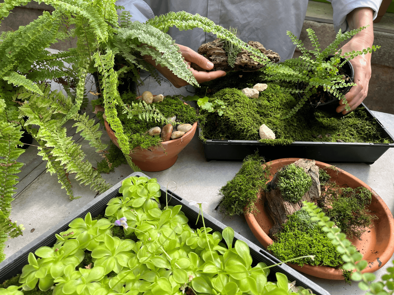 Miniature moss_Thumbnail