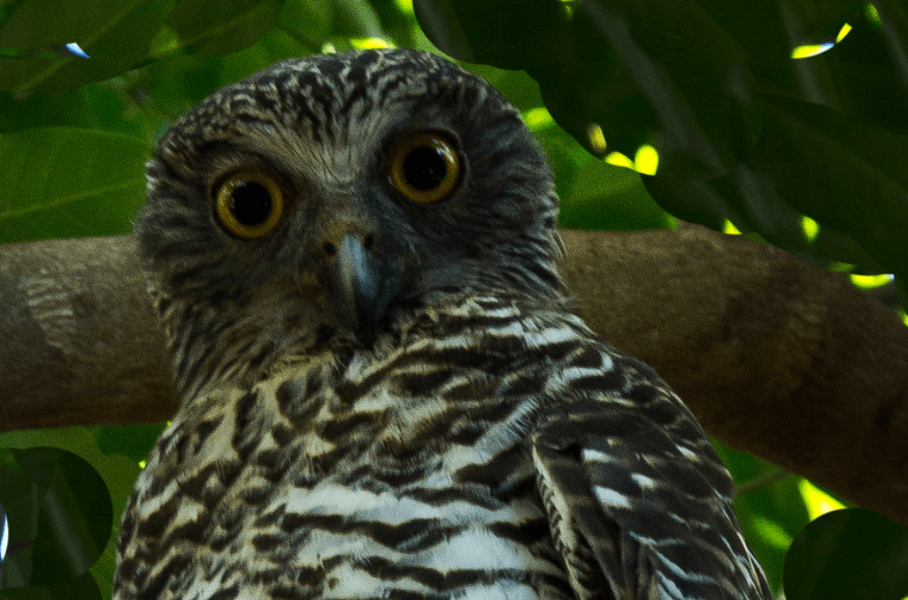 Owl on Twilight tour