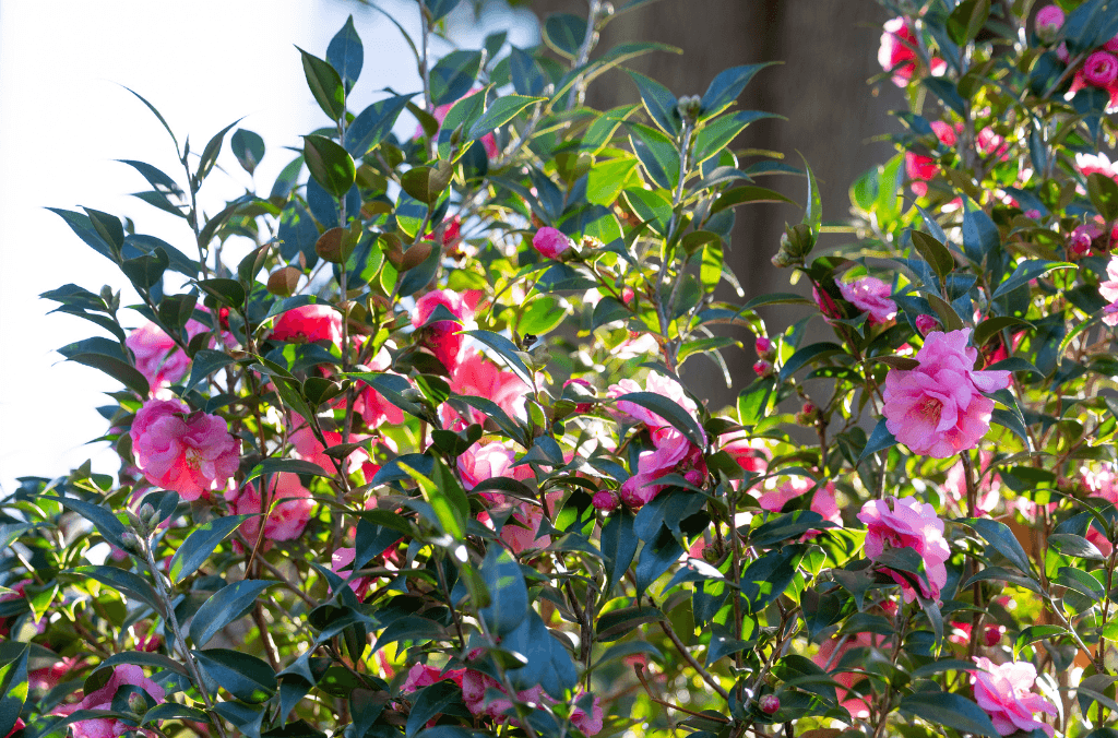 The Camellia Garden straight down from the Wolloomooloo Gate in Royal Botanic Garden Sydney comes alive in winter.
