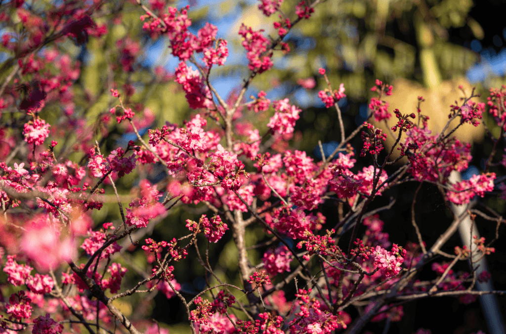 The cherry blossoms of Royal Botanic Garden Sydney are a sight not to be missed.
