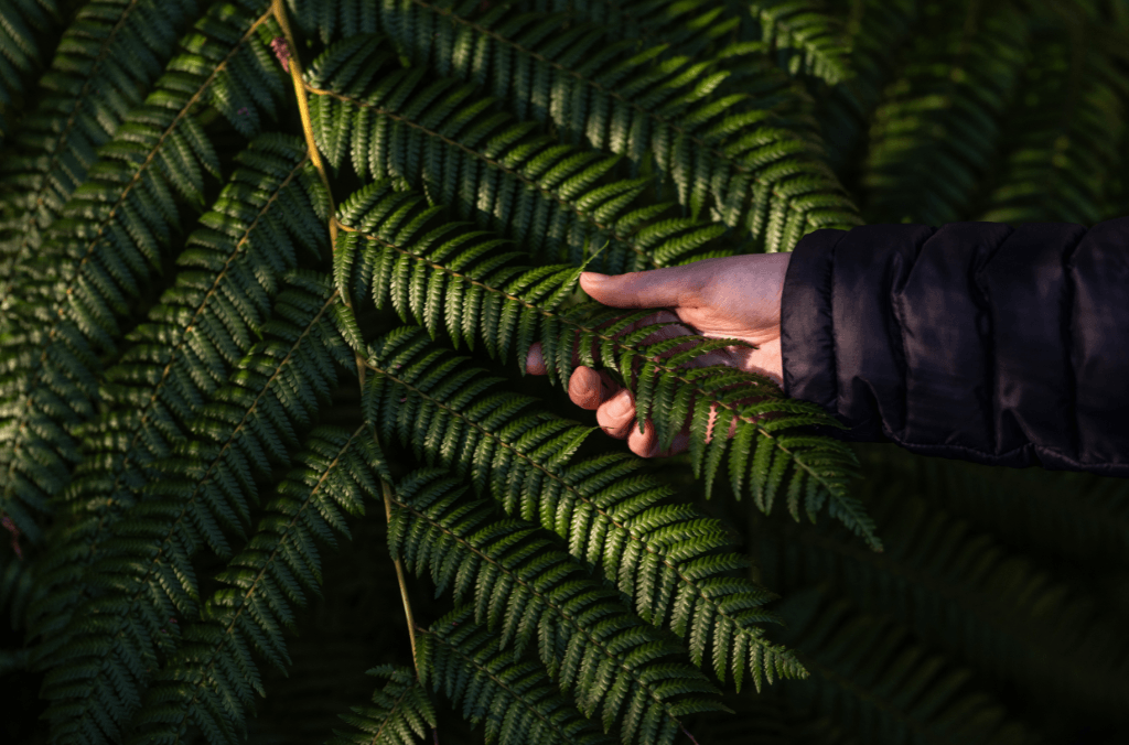 Hand touching the ferns