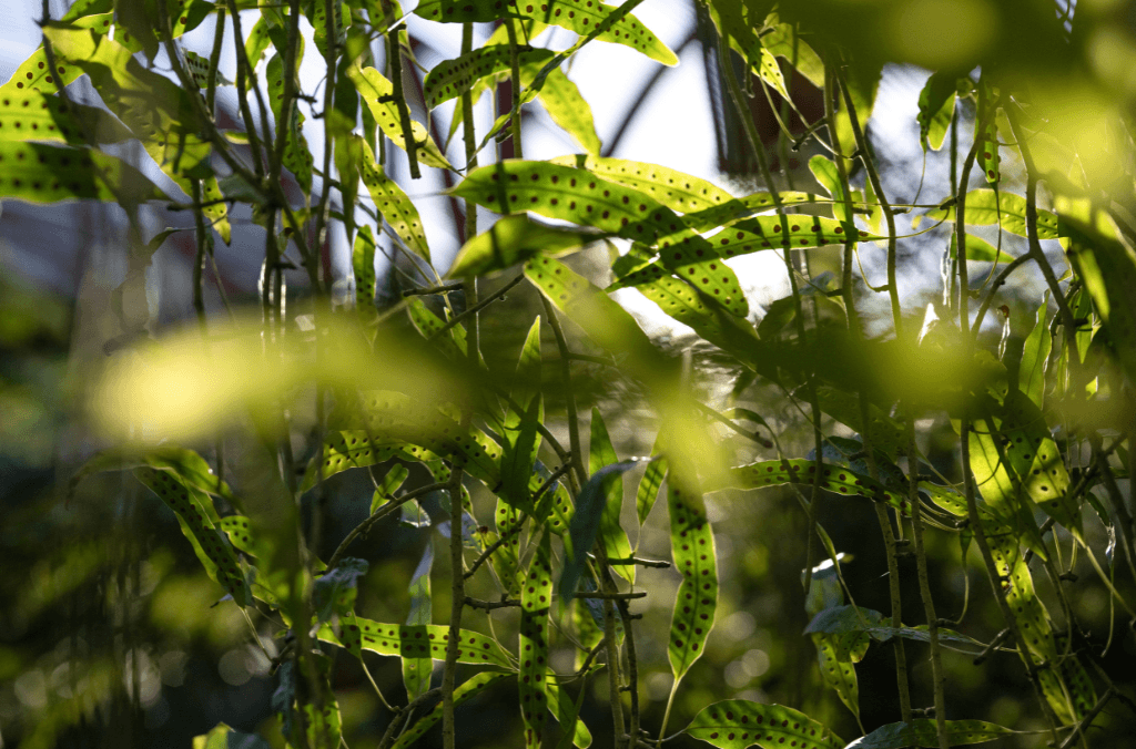 Light through the Fernery