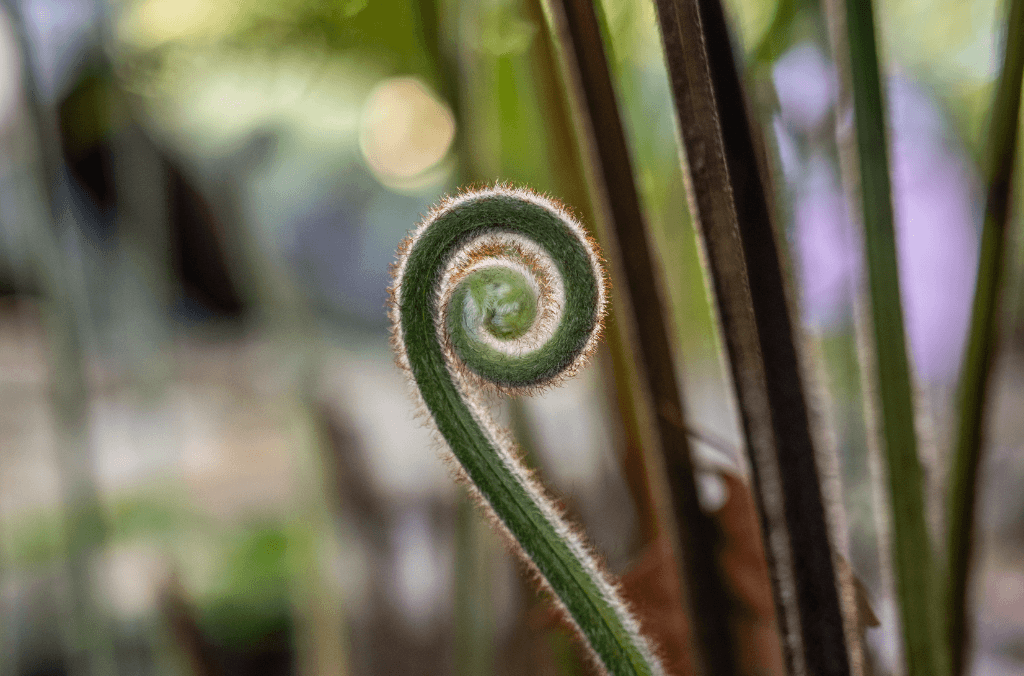 Fern unfurling