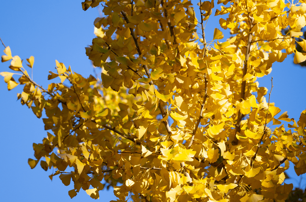 The leaves of the Ginkgo turn an incredible golden yellow as the weather cools down.