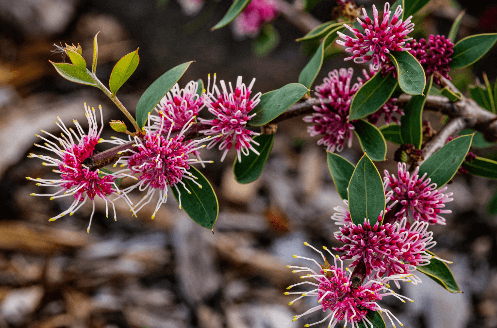 Horticulture-Hakea-May-POM-1024x676.png