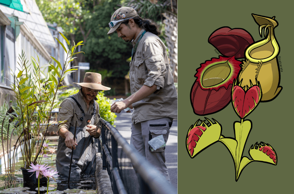 Marlon Maclean is an illustrator by trade, and specialist horticultural volunteer at Botanic Gardens of Sydney.