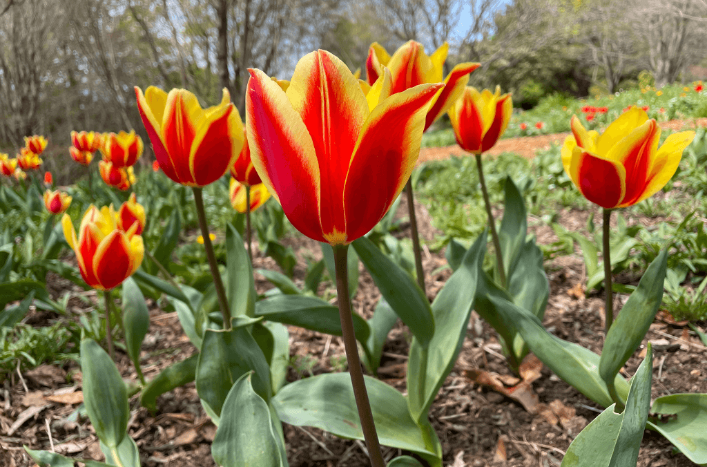 Tulip cultivars flowering in the Wildflower Meadow 2025 photo credit Mat Murray