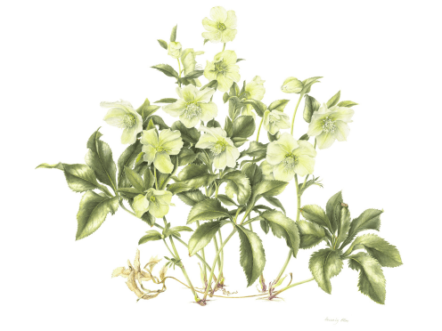 Floral image by Beverly Allen