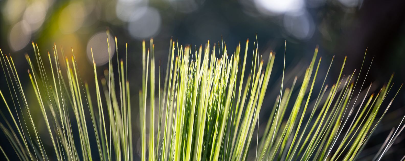 Gadigal People are People of the Grass Tree which is called 'Gadi' or 'Gulgadya'.