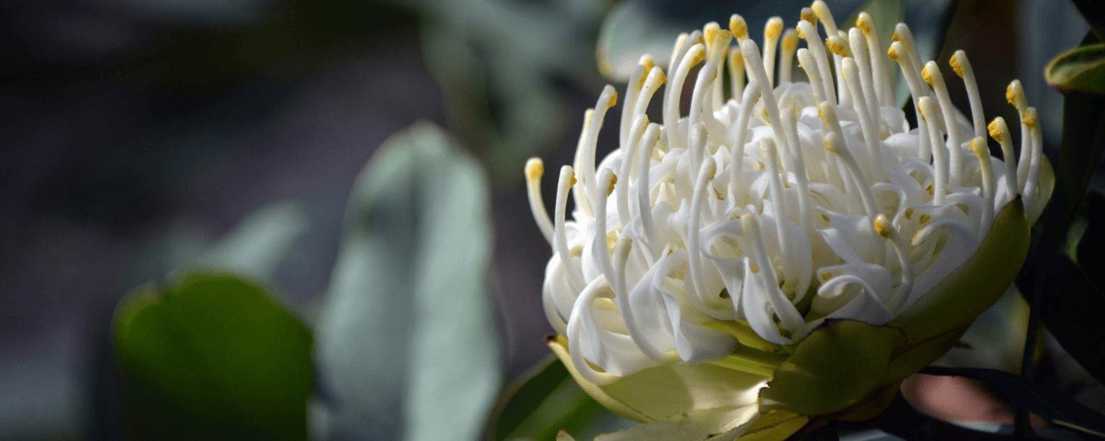 hero-waratah-white-1584x633.png