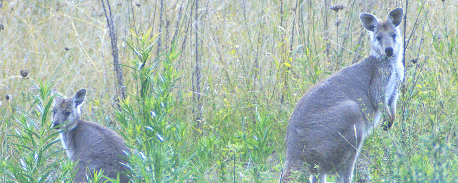 news-cumberland-plain-woodland-kangaroo-hero-1584x633.png