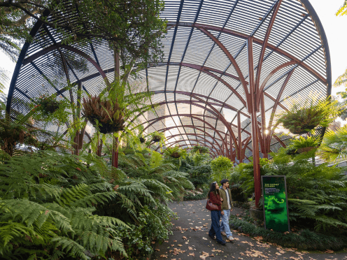 web-fernery-thumbnail-496x372.png