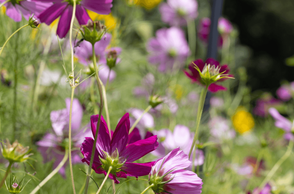 web-summer-meadow-1024x676.png