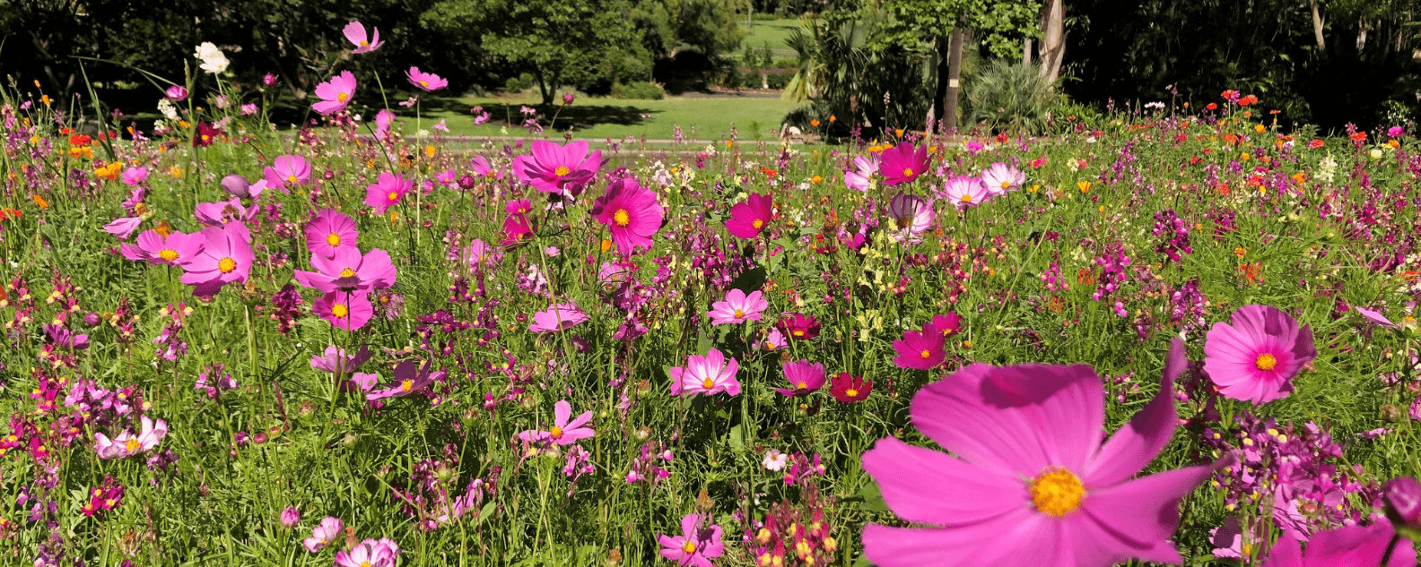 web-summer-meadow-hero-1584x633.png