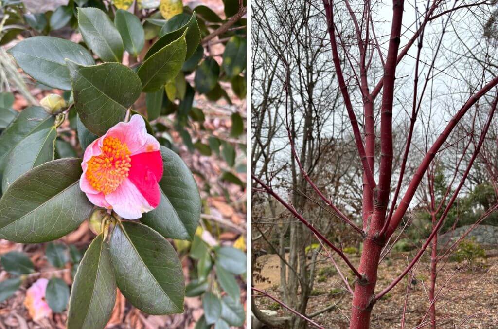 Left: A Higo camellia with a distinctive stripe or coloured petal. Right: The red bark of the Coral-barked Maple, visible when the plant loses its leaves in cold weather.