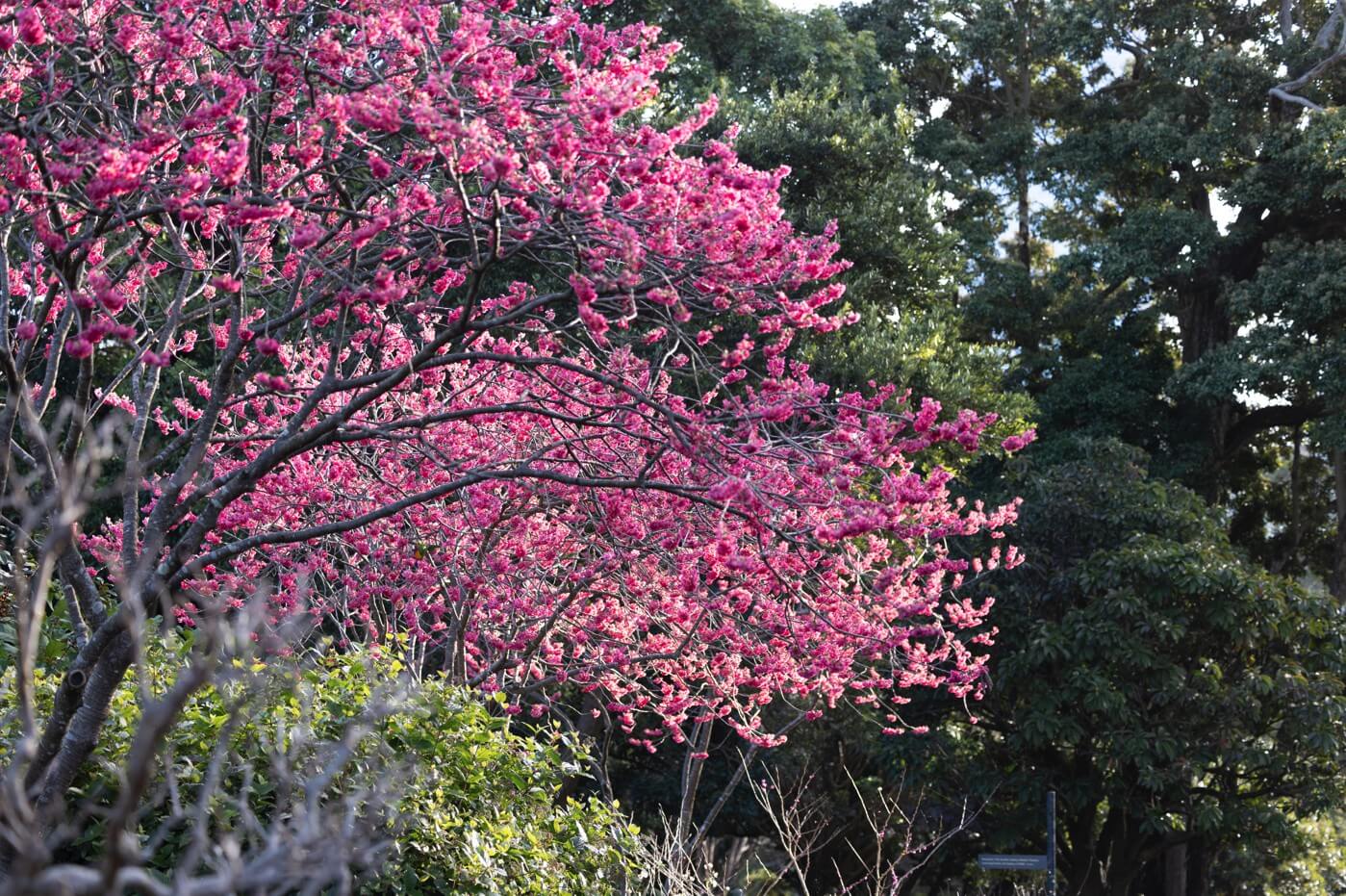 Cherry blossoms are a beautiful sight to catch this winter at Royal Botanic Garden Sydney.
