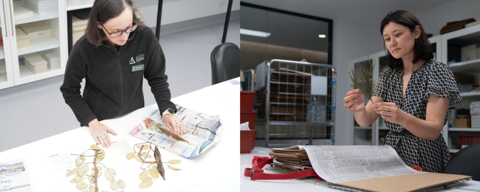 Marie Benedicte-Foyard and Patricia Lu-Iriving from Botanic Gardens of Sydney contributed to the Virtual Reference Collection of Priority Weeds for NSW.