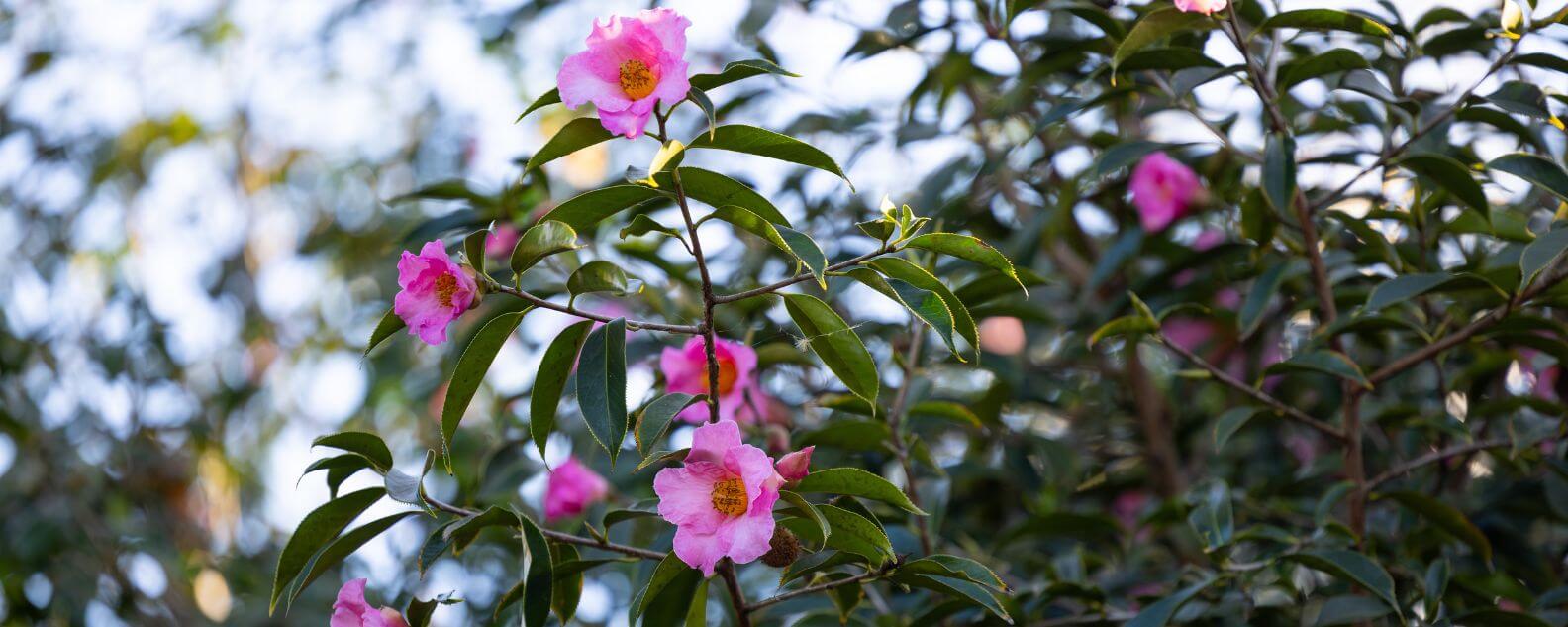 Pink flowers on a branch