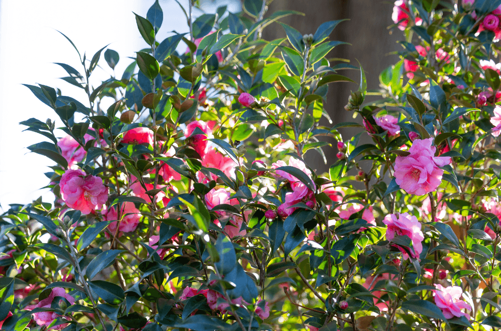 camellia pink flowers