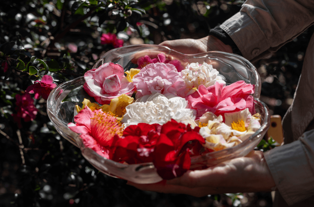 a bowl of colourful pink, red and white flowers held by someone against a garden